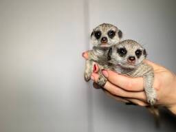 Сурік, сурікат, сурікатики ручні та домашні