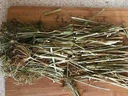 Сушёный укроп для раков оптом и в розницу в больших количествах корень семена Аллигатор