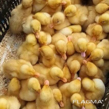 Суточна качка орвія ст-5 опт/великий обʼєм