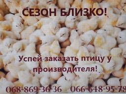 Суточная птица от ИС 
