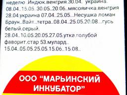 Суточный бройлер коб 500. Рос. от5тыс гол. договорная