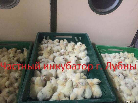 Суточные цыплята бройлера