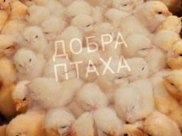 Суточные цыплята Кобб-500