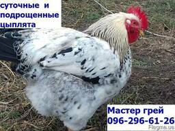 Суточные цыплята Мастер грей. сезон 2019, Одесса