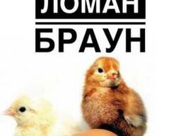 Суточные цыплята несушки Ломан Браун