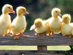 Суточные цыплята, утята, гусята!