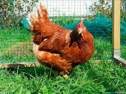 Суточные и подрощенные цыплята Редбро ( 4кг, до 300яиц)