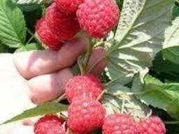 Свежая малина и саженцы малины