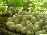 Свежий, лесной гриб веселка(настойка, сушенный) - фото 3