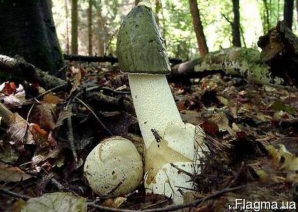 Свежий, лесной гриб веселка(настойка, сушенный)