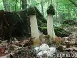 Свежий, лесной гриб веселка(настойка, сушенный) - фото 2