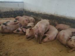 Свиньи, поросята, живым весом Оптом