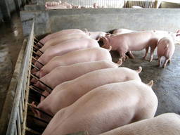 Свиньи живим весом от производителя