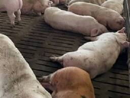 Свині живою вагою (145 кг)