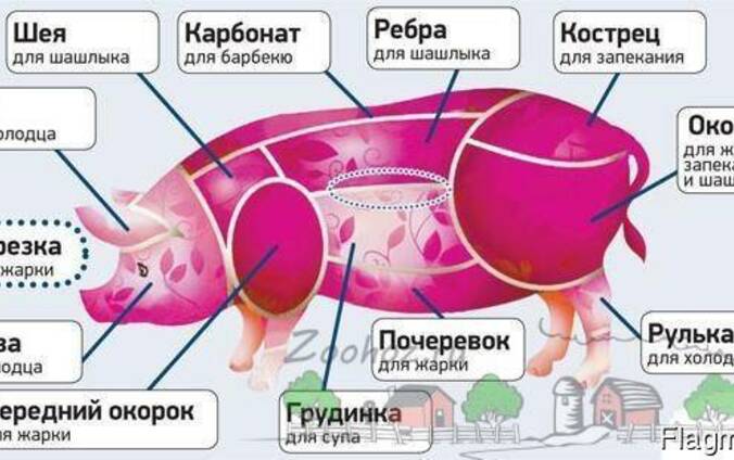 Кострец свиной где находится фото