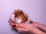 Свинки породистые Тедди, коронет, мерино и другие морские свинушки - фото 2