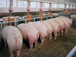 Свинокомплекс продает свиней живым весом (100-125 кг, 140-170 кг)