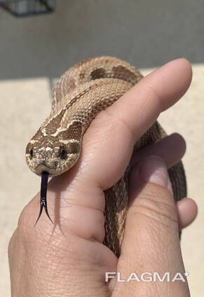 Свинорылый уж, змея носатая, свиноносая змейка