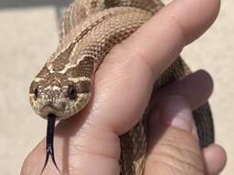 Свинорылый уж, змея носатая, свиноносая змейка