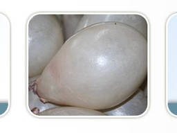 Свиные пузыри мочевые мокросоленные калиброванные