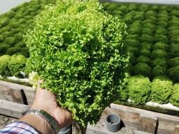 Свіжа зелень від виробника, HoReCa