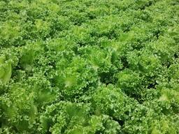 Свіже листя салату, гідропоніка, гурт, опт