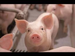 Свині живою вагою