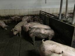 Свині живою вагою