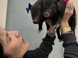 Свинка міні піг ручна