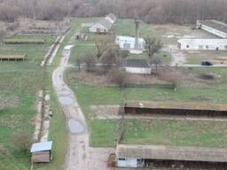 Свиноферма Черкаська область