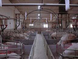 Свиноматки після відгодівлі 40 голів, вага 250–400 кг. Самовивіз, Полтавська обл.