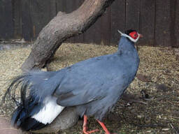 Синій вухатий фазан