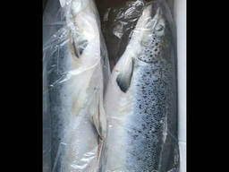 Сёмга с/м 5-6кг