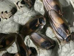 Таракан Блаберус Blaberus