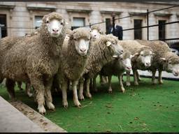 Технологическая линия для первичной обработки шеости 700кг/час.