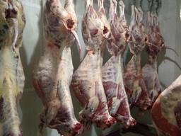 Телятина, говядина