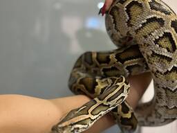 Темный тигровый питон нормал, ручные питоны подростки тиграши