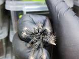Theraphosa Apophysis L1 - фото 3