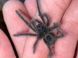 Theraphosa Blondi L1 - фото 1