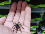 Theraphosa Blondi L1 - фото 3