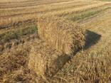 Тюки з соломи - фото 2