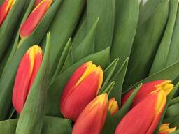 Тюльпани з Голандії ОПТ