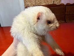 Тхір, хорек, фретка, тхори Рівне