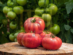 Томат высокорослый розовый Ромео 218 F1 1000семян Китай (Пинк Парадайз)