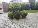 Топіарна декоративна стрижка кущів дерев хвойних барбарисів - фото 1