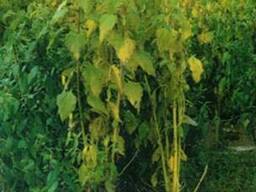 Топинамбур посадочный материал, клубни