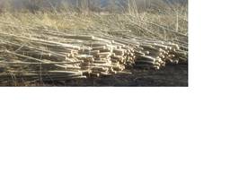 Тополь (баланс)