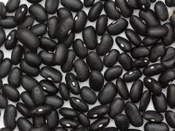 Купити квасолю. Квасоля в наявності. Продаж квасолі.