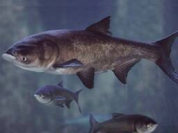 Товстолобик оптом