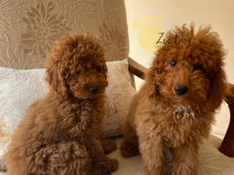 Toy poodle. Miniature poodle. Toy poodle puppies for sale. Miniature poodle